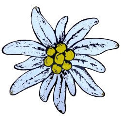 "Edelweiß"
